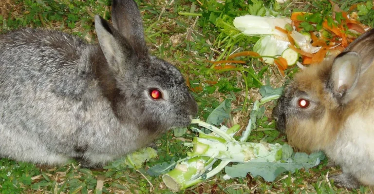 Can Rabbits Eat Celery? 5 Best Rabbits Feeding Facts by Vets