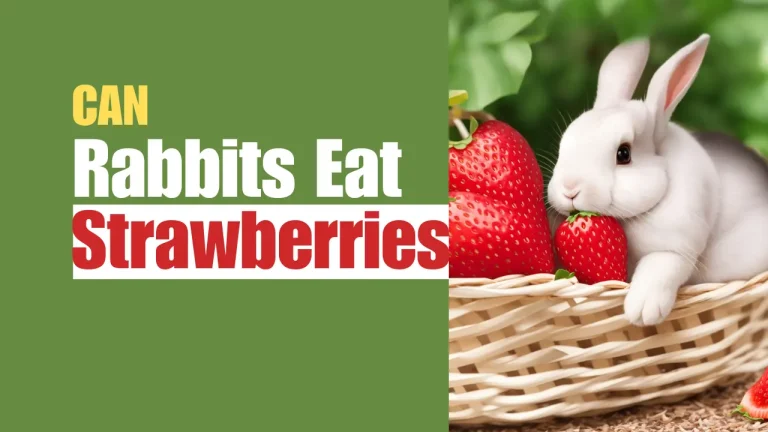 Can Rabbits Eat Strawberries? Yes, but be careful