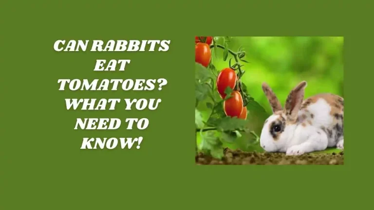 Can Rabbits Eat Tomatoes? Top 5 Tips by Vets