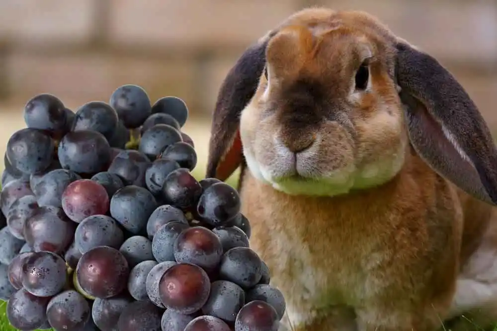 Can Bunnies Eat Grapes