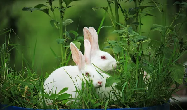 Rabbits are sitting in grass