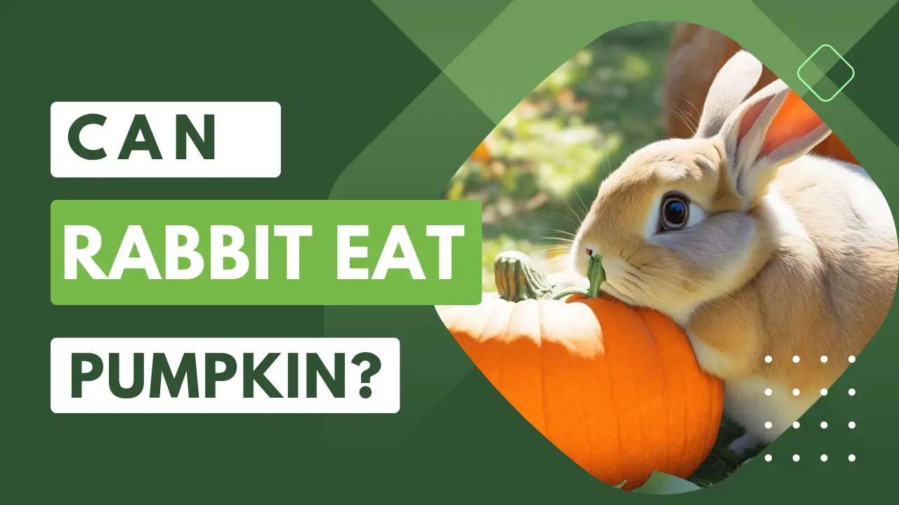 Can Rabbit Eat Pumpkin?