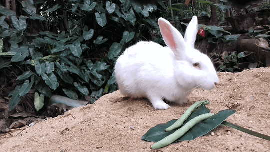 Can bunnies Eat Green Beans