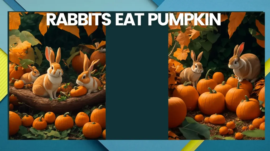 Can Rabbit Eat Pumpkin?