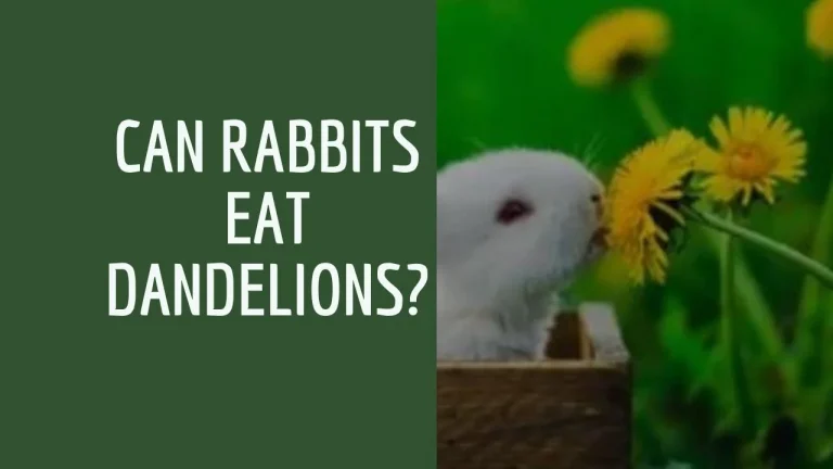 Can Rabbits Eat Dandelions? Best Tips for Rabbits 2023