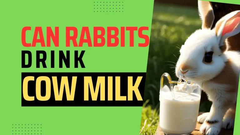 Can Baby Rabbits Drink Cow Milk ? 5 Things to know