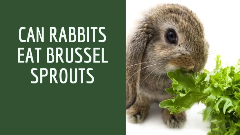 Can Rabbits Eat Brussel Sprouts | Best Feeding Guide 2023