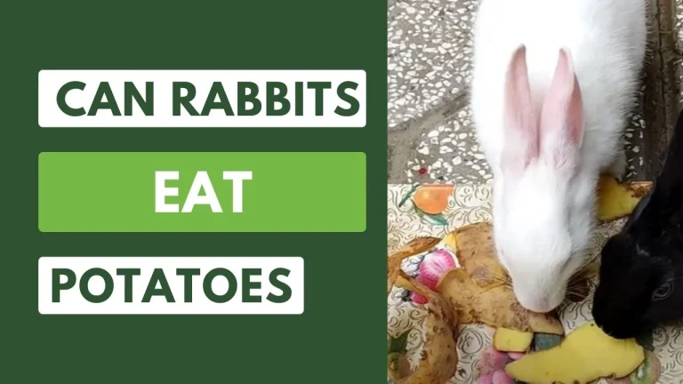Can Rabbits Eat Potatoes? Nutritional Facts and FAQs 2023