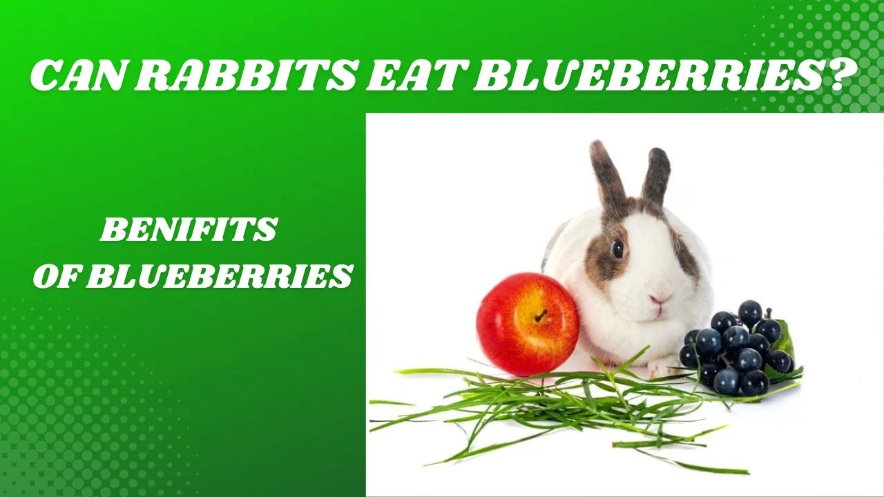 Can rabbits eat blueberries?