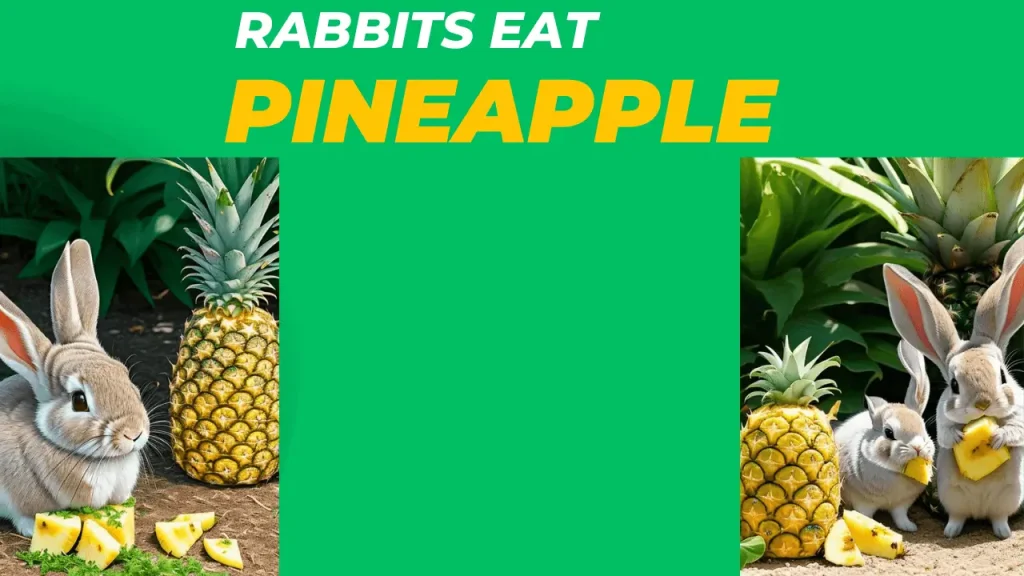 Can rabbits eat pineapple