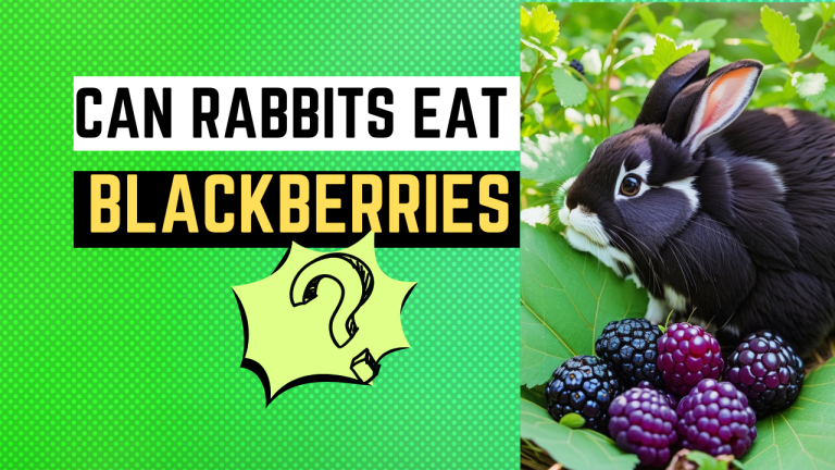 Can Rabbits Eat Blackberries?