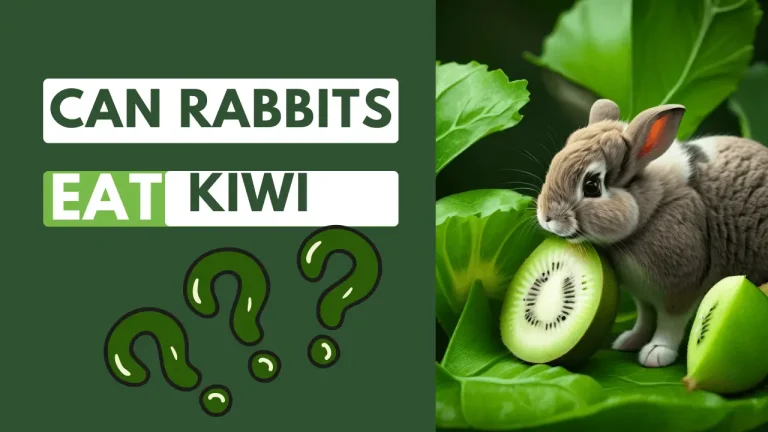 Can Rabbits Eat Kiwi? All About Kiwi Benefits 2023