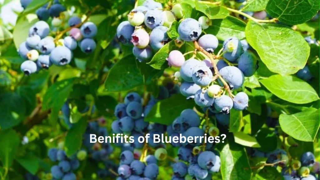can bunnies eat blueberries
