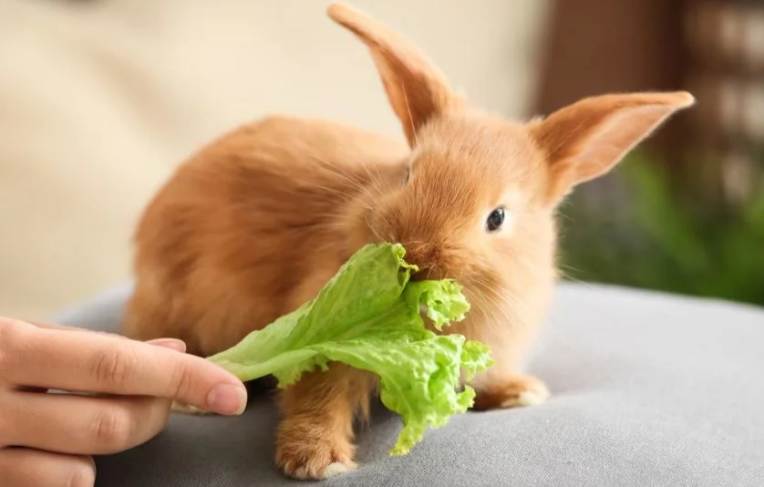 can bunny eat cabbage