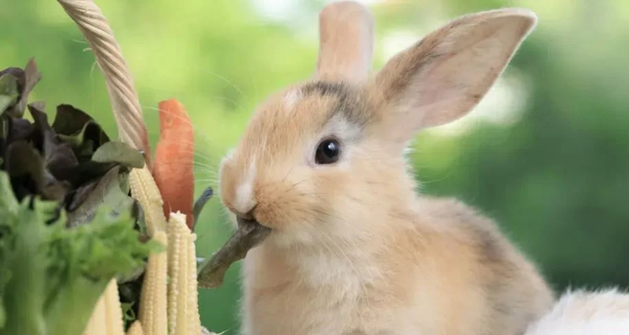 Can Bunnies Eat Brussel Prouts