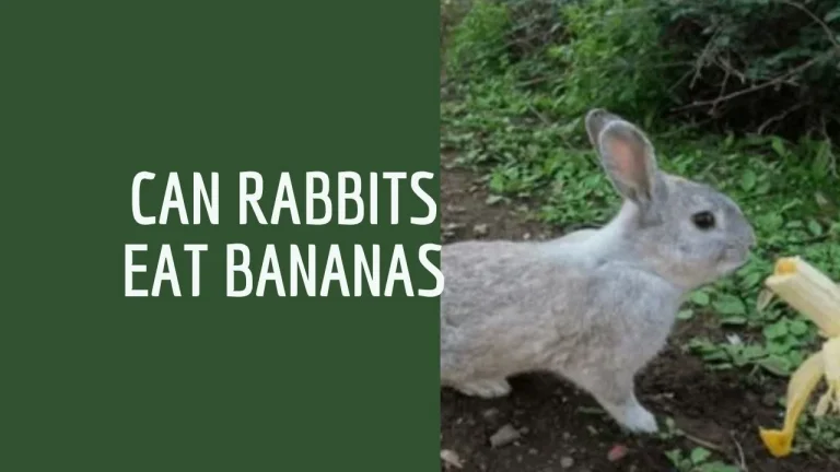 Can Rabbits Eat Bananas : A complete Guide