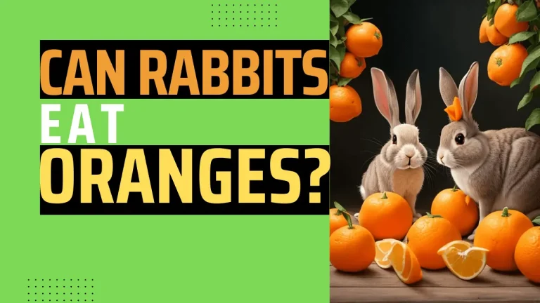 Can Rabbits Eat Oranges? 4 Healthy Benefits
