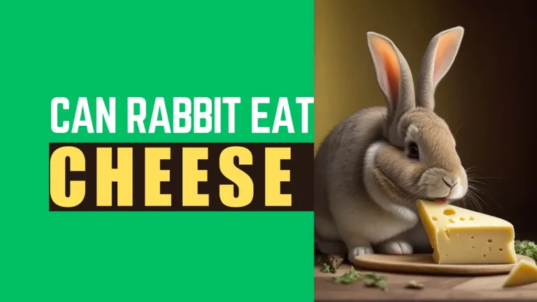 Can Rabbits Eat Cheese? 6 Cheese Related Items