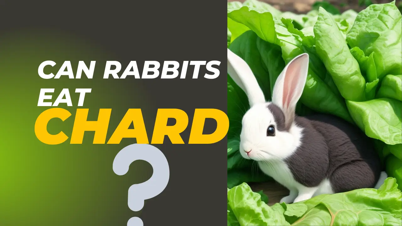 Can Rabbits Eat Chard