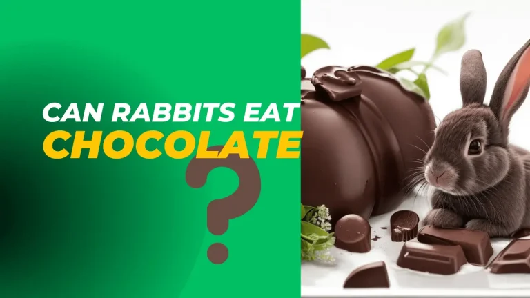 Can Rabbits Eat Chocolate ? Best Vets Advices 2023