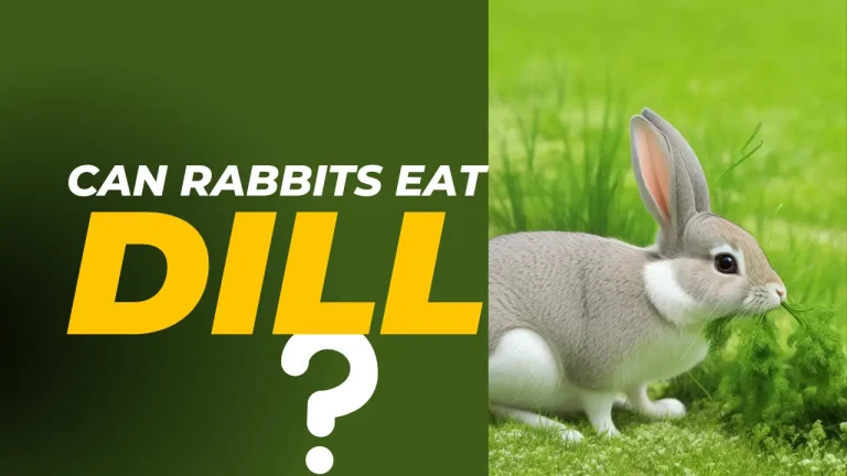 Can Rabbits Eat Dill? 8 Benefits And Risks