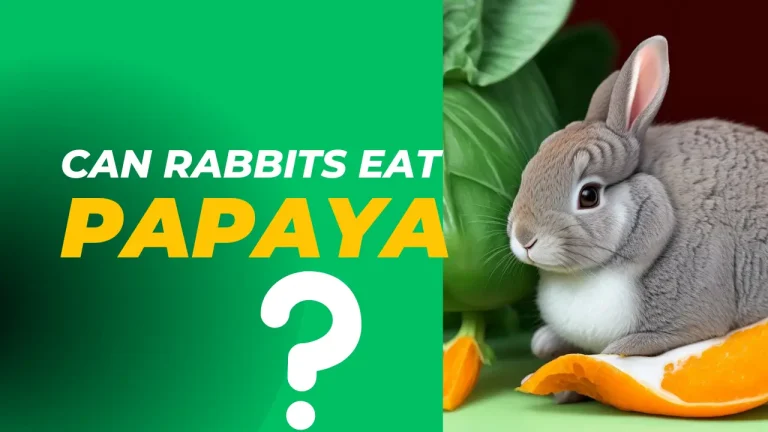 Can Rabbits Eat Papaya: A Complete Nutrients Guide