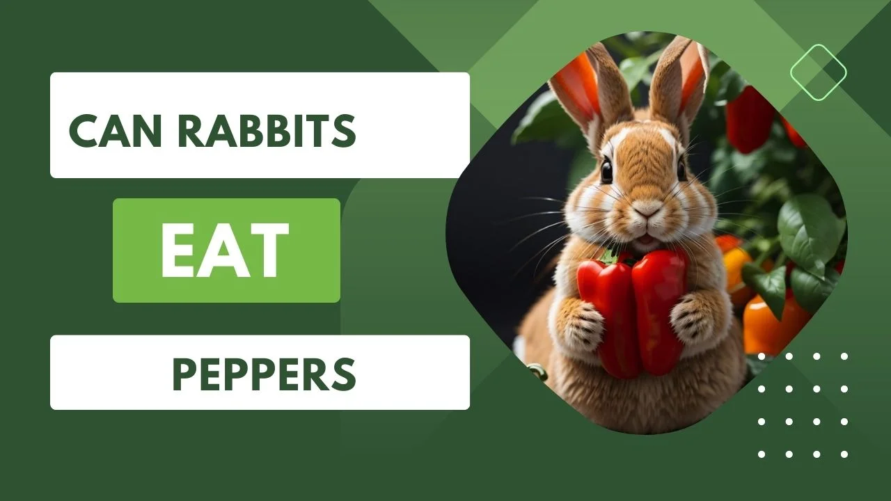 Can Rabbits Eat Peppers