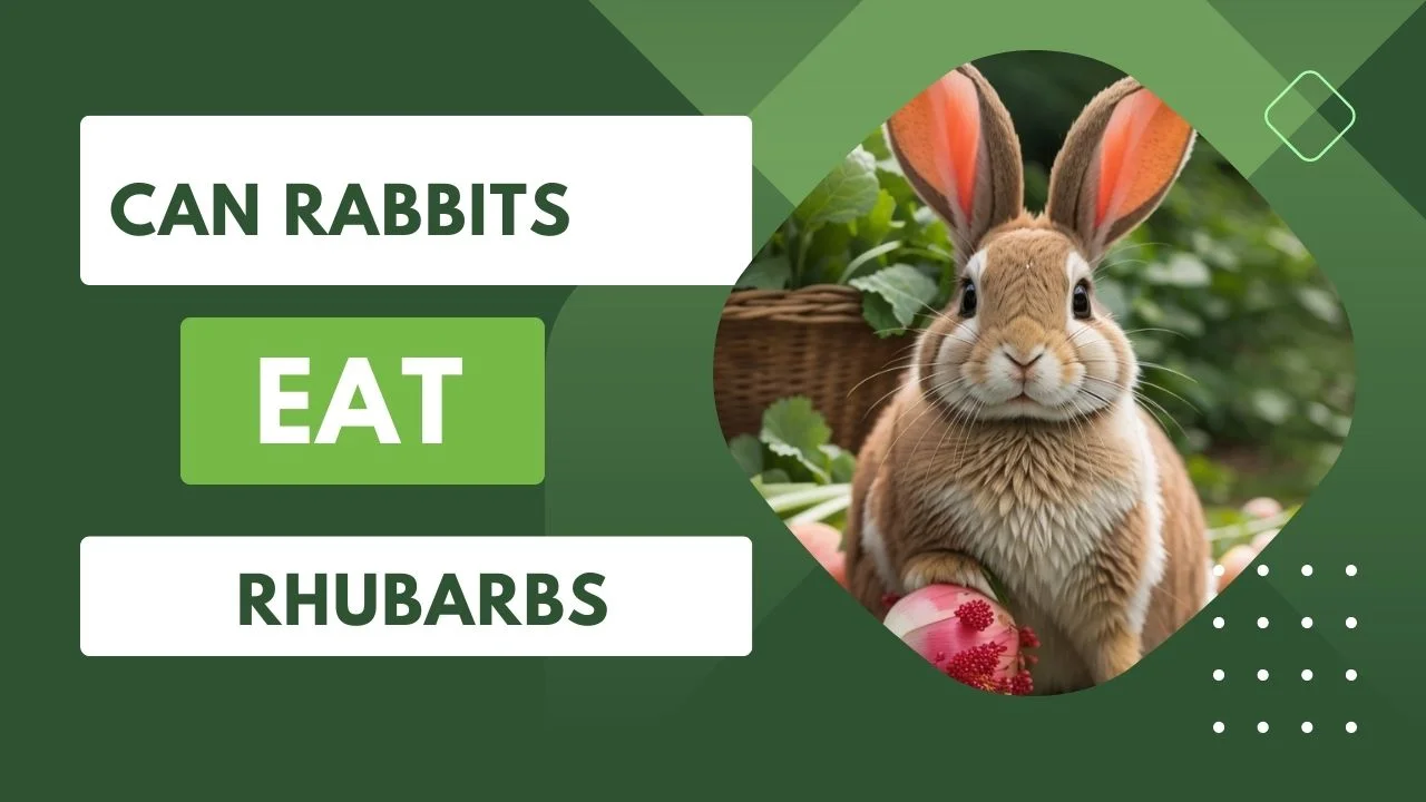 Can Rabbits Eat Rhubarbs