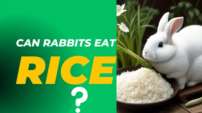 Can Rabbits Eat Rice ? 6 Nutritional Facts