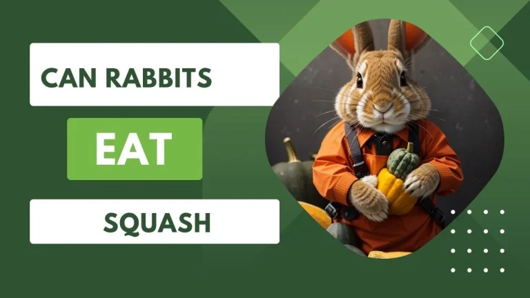 Can Rabbits Eat Squash ? 04 important Benefits