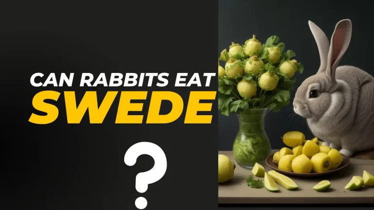 Can Rabbits eat Swede? 6 Best Benefits