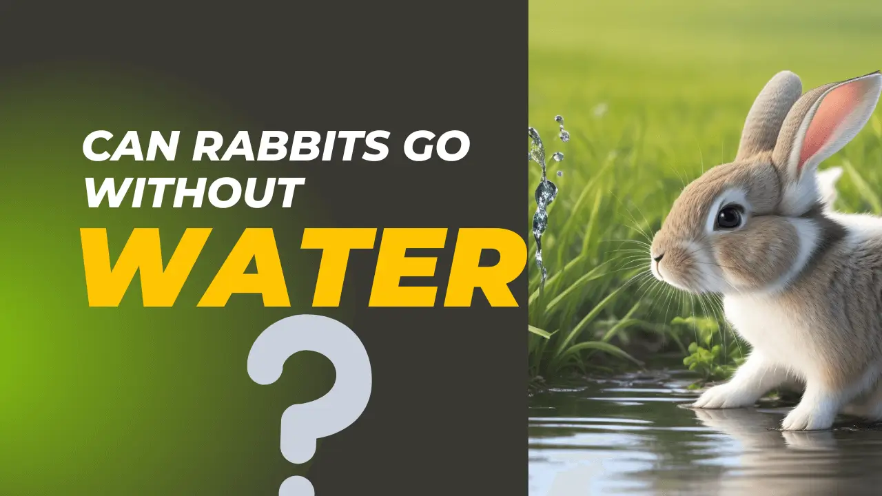 Can Rabbits Go Without water