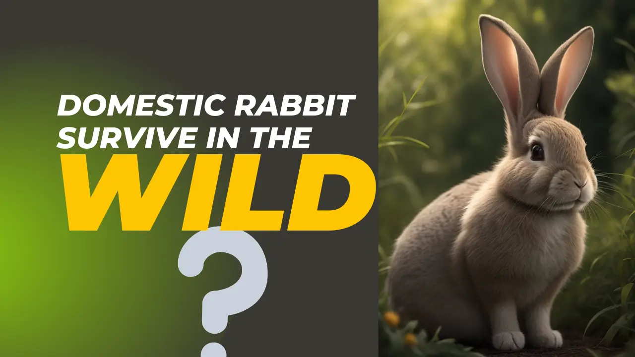 Can a Domestic Rabbit Survive in The Wild?