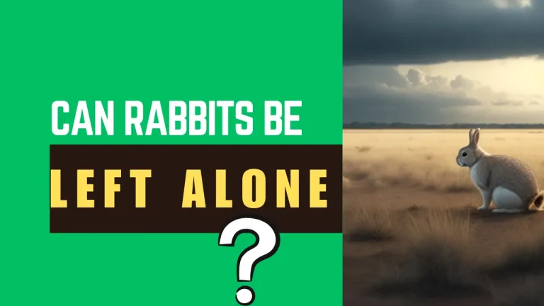 How Long Can Rabbits be Left Alone?