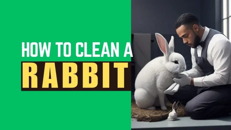 How to Clean Rabbit ? 5 Best Steps You Need To Know