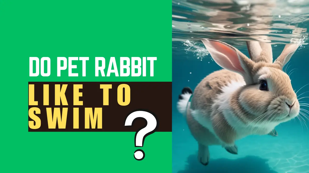 Do Pet Rabbits Like to Swim