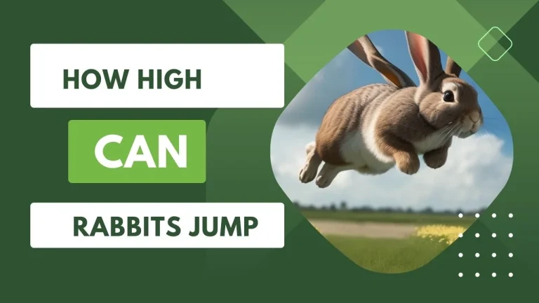 How High Can Rabbits Jump? Best Facts You Need to Know 2023