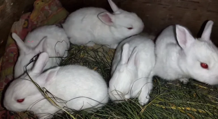 How Many Babies Can a Rabbit Have? Best Tip for Rabbits 2023