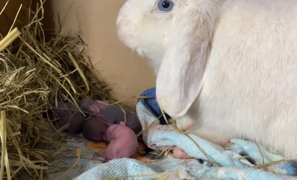 How many babies can a rabbit have in a month