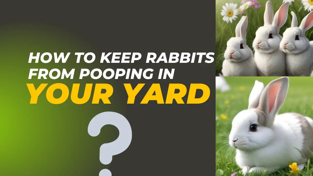 How to Keep Rabbits from Pooping in Your Yard