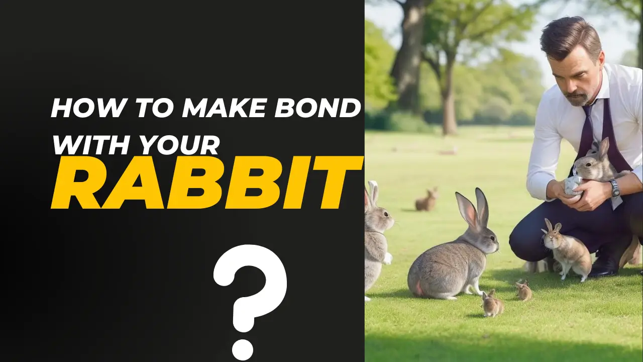 How to Make Bond With Your Rabbits