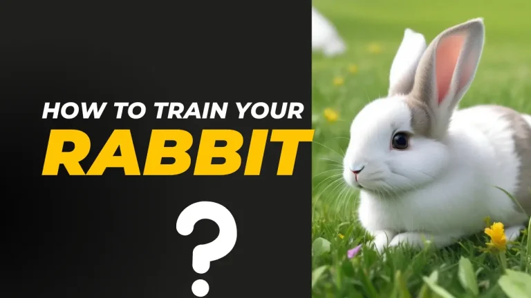 How to Train Your Rabbit? Step By Step Complete Guide