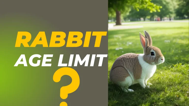 Rabbit Age Limit, Rabbit Lifespan and Life Stages