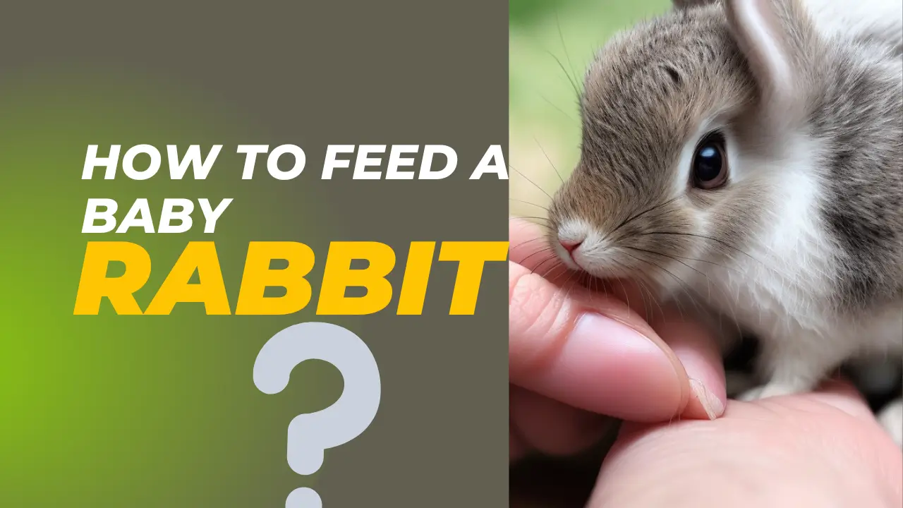 How to Feed a Baby Rabbit
