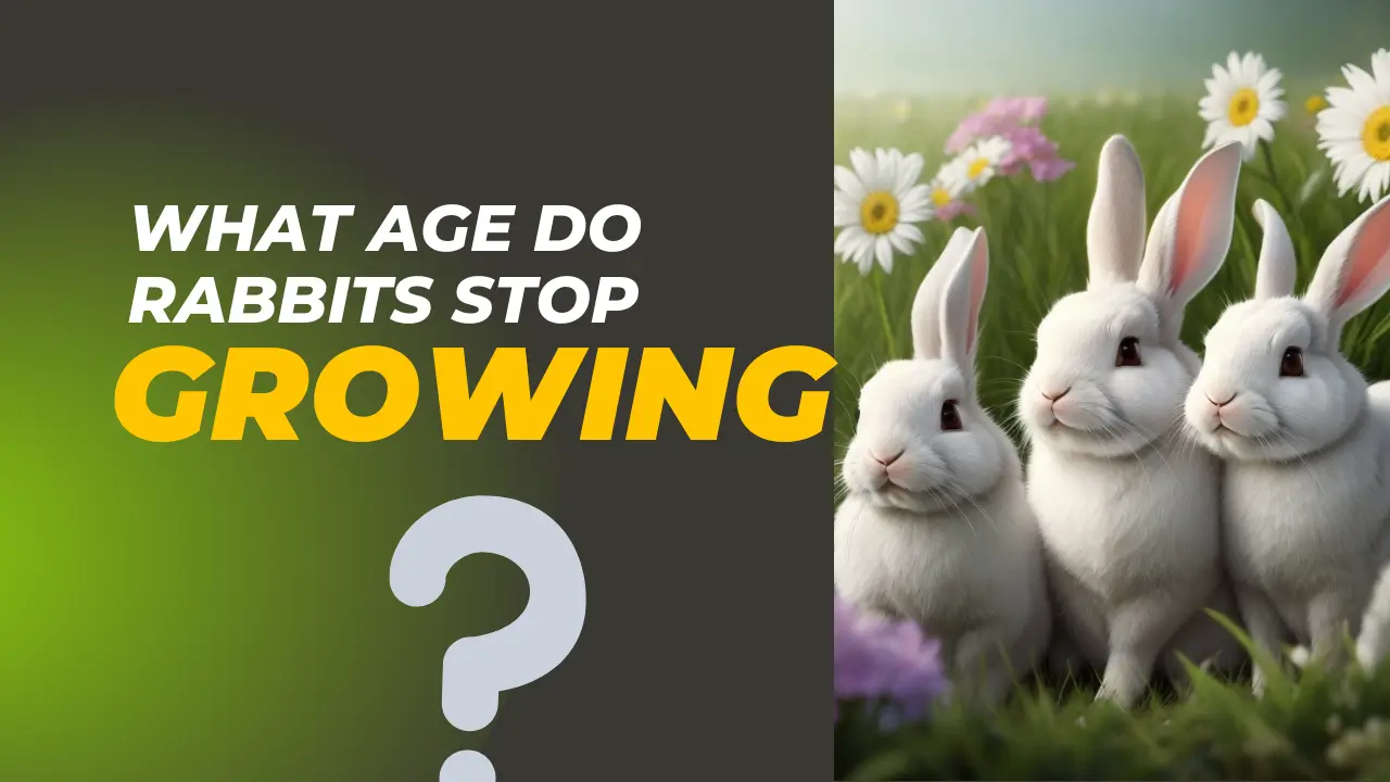 What Age Do Rabbits Stop Growing?