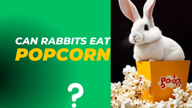 Can Rabbits Eat Popcorn ? 5 Nutritional Facts of Popcorn