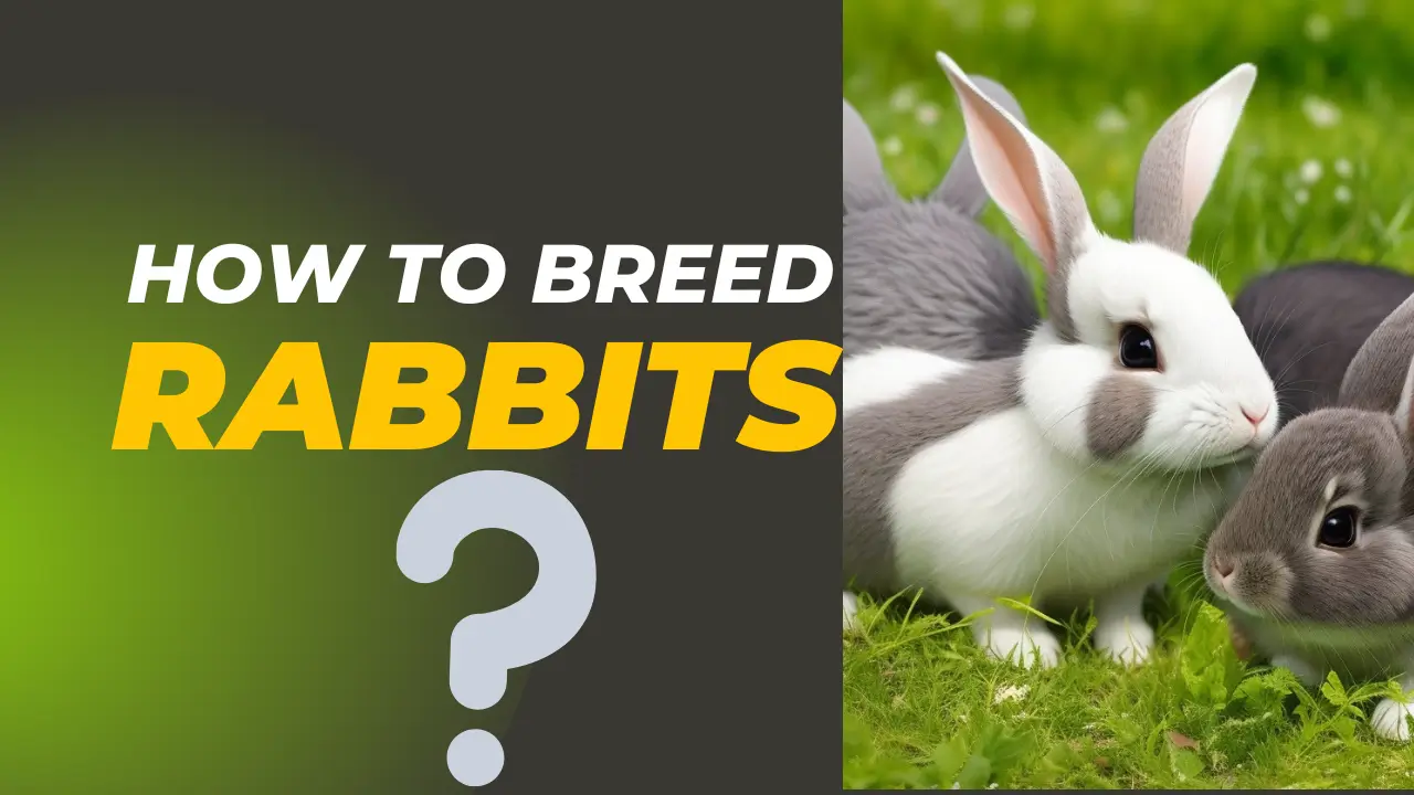 how to breed rabbits