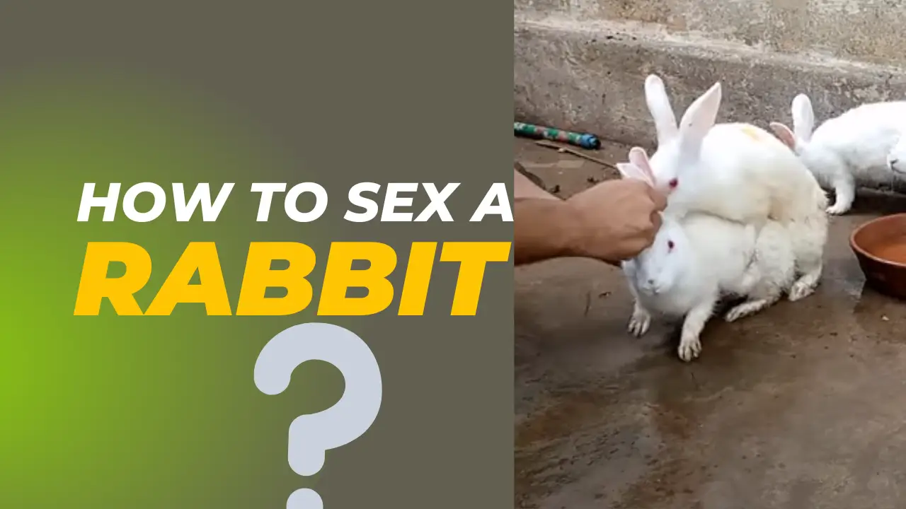 how to sex a rabbit