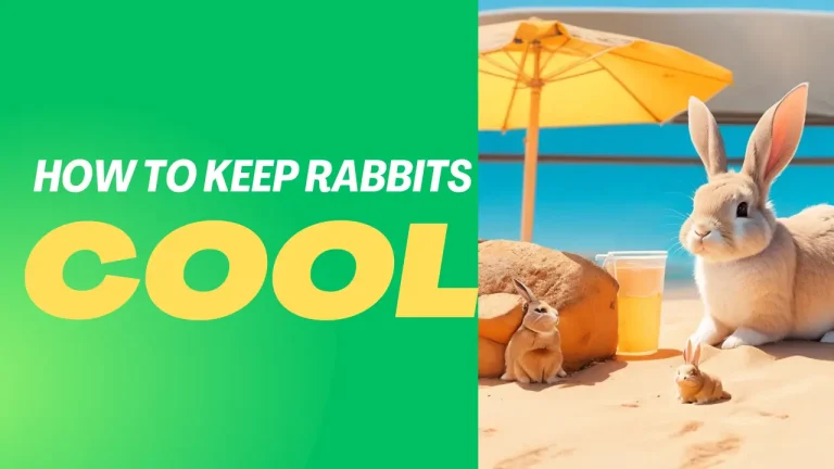 How to Keep Rabbits Cool In Hot Weather? Best 7 Tips