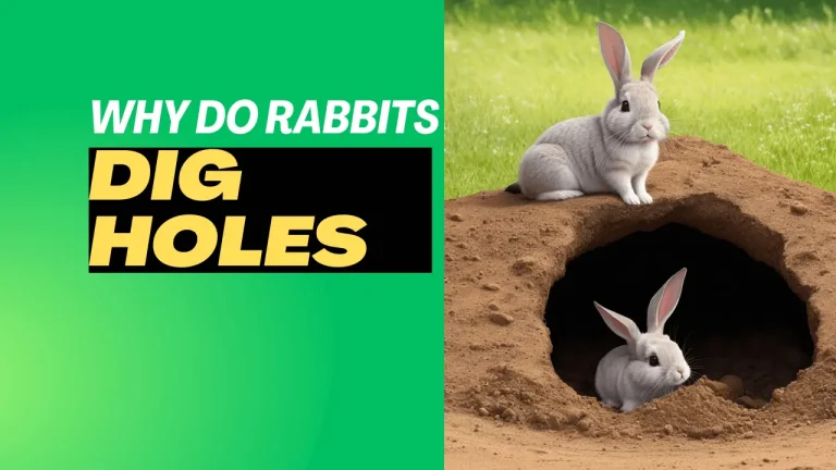 Why Do Rabbits Dig Holes? 5 Important Reasons You Must Know